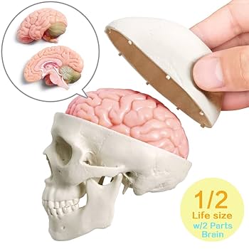 ANATOMY FOR BEGINNERS 4枚セット 71aDRCYnjZL._UF1000,1000_QL80_.jpg
